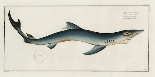 Bloch, Squalus Glaucus (The Blue Shark)