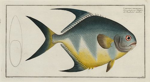 Bloch, Chaetodon rhomboides, ca. 1785-1797.