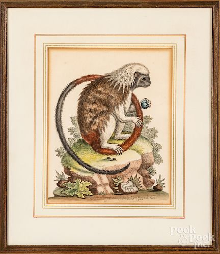 Eight color engravings of primates