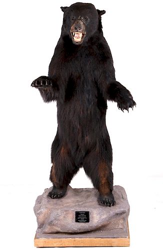 Canadian Full Body Trophy Black Bear Mount