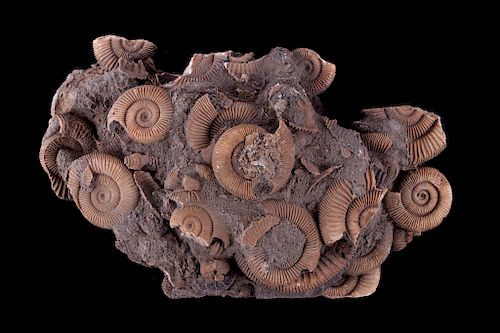Montana Dactylioceras Ammonite Cluster