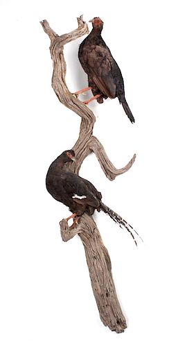 Pair of Black Pheasants Taxidermy Mount