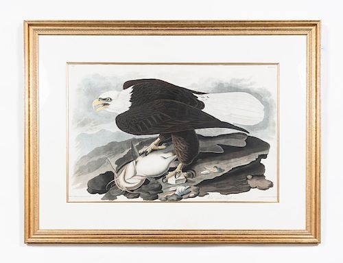 After Audubon White-Headed Eagle, Havell Plate 31