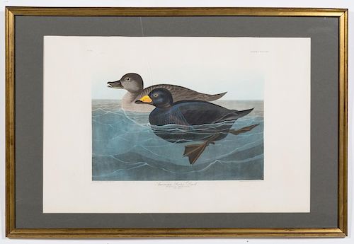 Havell After Audubon, American Scoter Duck
