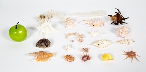 Shells, Grouping of 21 Small to Medium