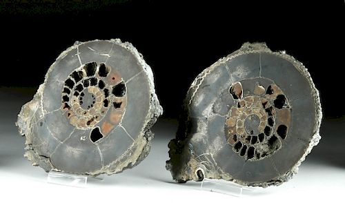 Pair of Russian Ammonites