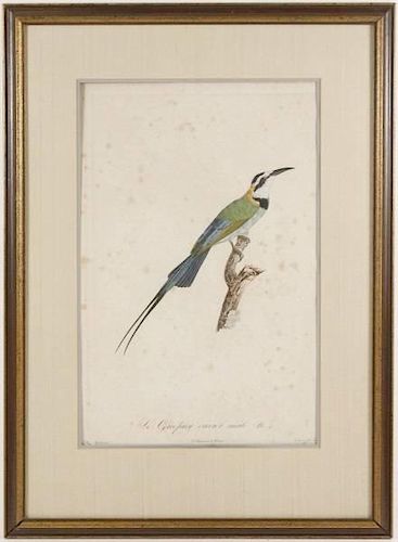 Rare Hand Colored Ornithological Engraving, c.1806