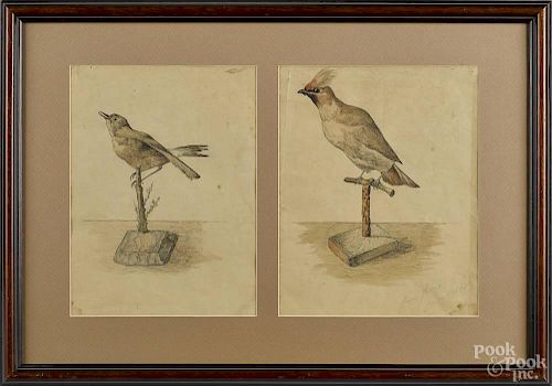 Two Continental watercolor and ink bird drawings, signed Judina Jaiburg 1898, 11'' x 8 1/2''.