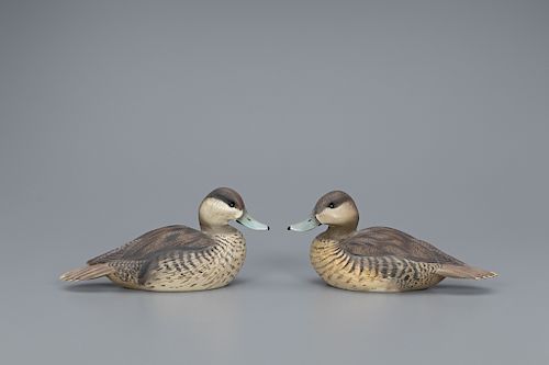 Ruddy Duck Pair, The Ward Brothers
