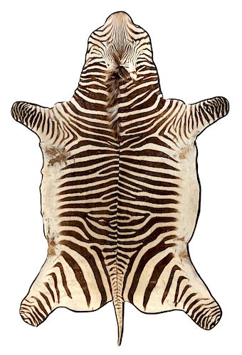 A Taxidermy Zebra Rug