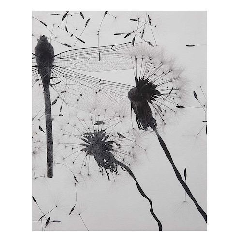 ELSA CHABAUD. Volátiles I. Placa de transparencia en blanco y negro sobre papel algodón. Enmarcada. 30 x 38 cm