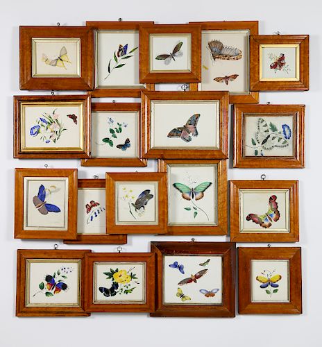 COLLECTION OF EIGHTEEN ENGLISH WATERCOLORS ON 'SUPER FINE LONDON BOARD' "STUDIES OF BUTTERFLIES"