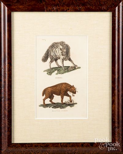 Three early prints of animals and fungus
