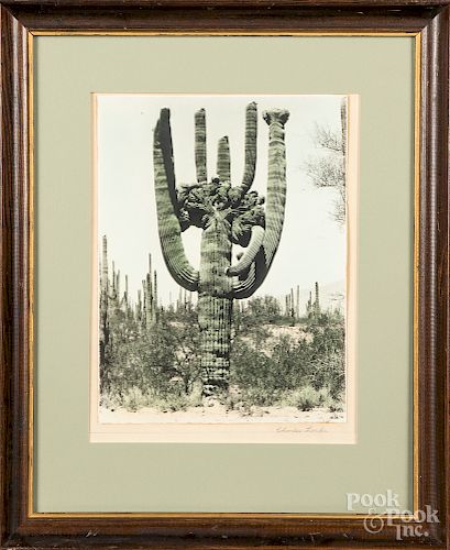 Two Charles Leake southwestern cactus photographs