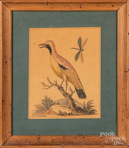 George Edwards bird engraving, etc.