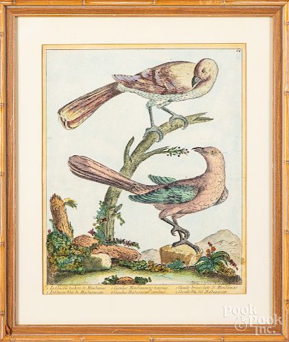 Early hand colored bird engraving