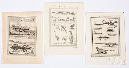 Three Bellin 1746 animal reptile and bug prints