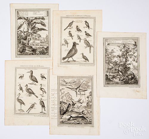 Five Bellin 1746 bird prints