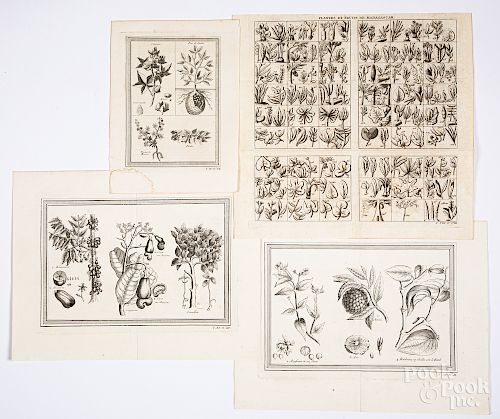 Four Bellin 1746 botanical prints
