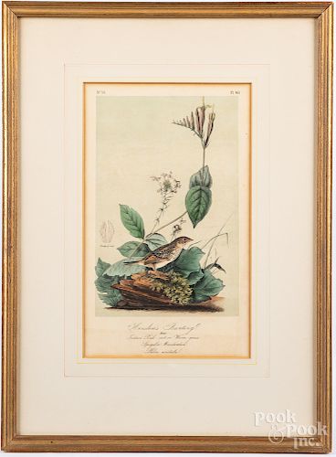 Two color lithographs of birds