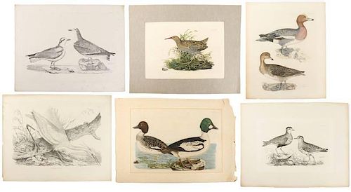 6 Ornithological Engravings, P. John Selby, 1833
