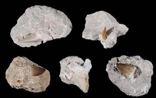 Pre-Historic Stone Encased Fossilized Shark Teeth