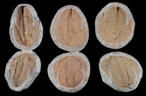 Pre-Historic Stone Encased Trilobite Fossils