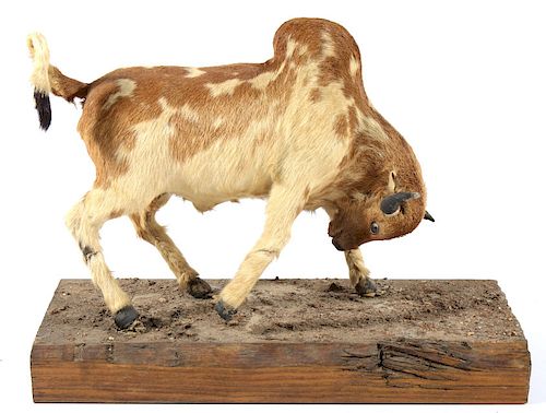 1940's Calf Hide Brahma Bull Folk Art