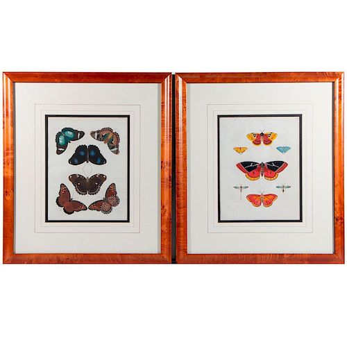 A pair of 19th century prints of butterflies.