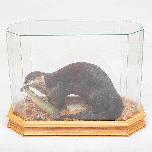 Taxidermy Model of an Otter with Fish