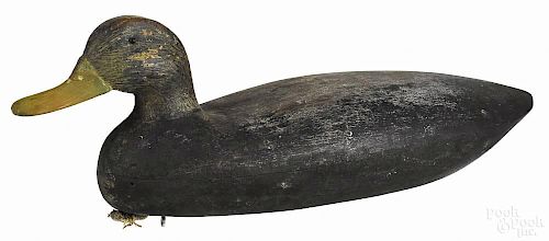 New Jersey carved and painted black duck decoy, mid 20th c., 14 1/2'' l.