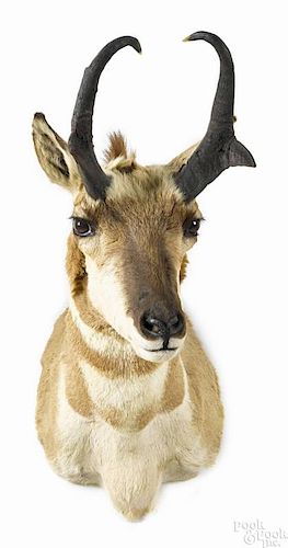 Taxidermy shoulder mount of a prong-horn antelope, 34'' h.