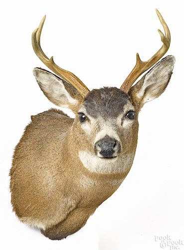 Taxidermy shoulder mount of a six-point blacktail deer, 29 1/2'' h.