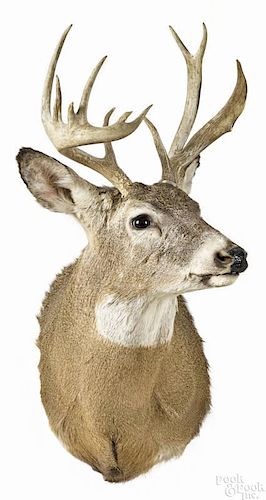 Taxidermy shoulder mount of an eleven-point whitetail deer, 34'' h.