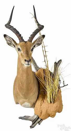 Taxidermy shoulder mount of an African impala, 36'' h. Provenance: From the estate of Rodney Ness