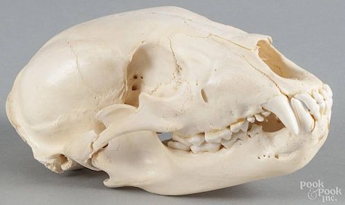 Black bear skull, 9'' l. Provenance: From the estate of Rodney Ness-Ness Taxidermy