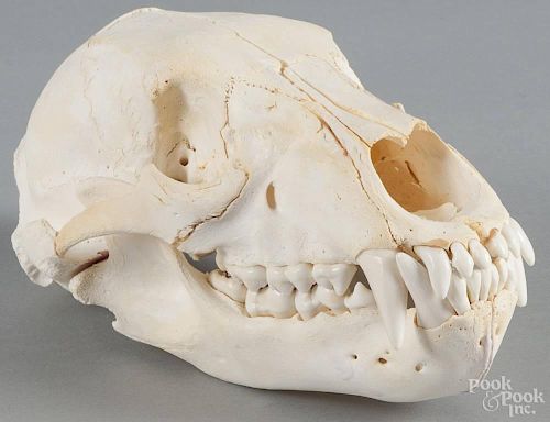 Grizzly bear skull, 11'' l. Provenance: From the estate of Rodney Ness-Ness Taxidermy