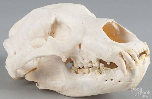 Alaskan brown bear skull, 13'' l. Provenance: From the estate of Rodney Ness-Ness Taxidermy