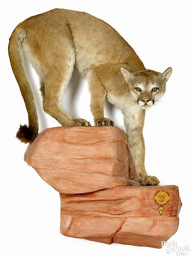 Taxidermy full-body mount of a mountain lion on a decorative hanging faux stone wall formation