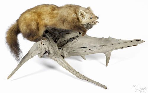 Taxidermy full-body mount of a pine marten on a driftwood base, 17'' l.