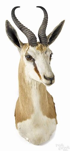 Taxidermy shoulder mount of a springbok, 29'' h. Provenance: From the estate of Rodney Ness