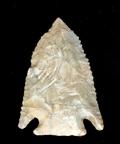 Native American Pine Tree Projectile Point - 6000 BCE