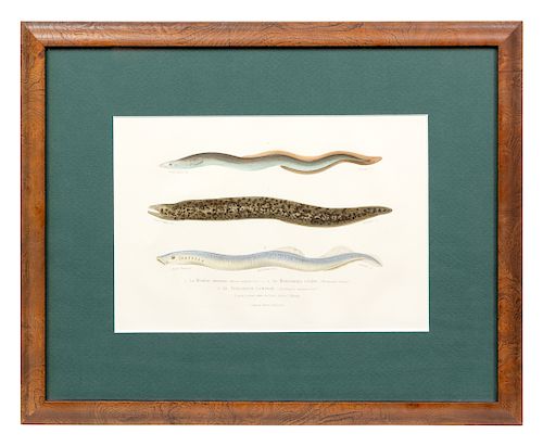 Eel Print<br>a hand colored etching <br>6 1/2 x 9