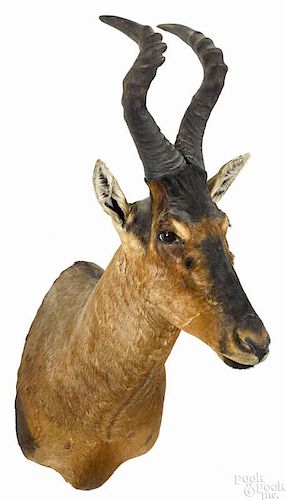 Taxidermy shoulder mount of a red hartebeest, 49'' h. Provenance: From the estate of Rodney Ness