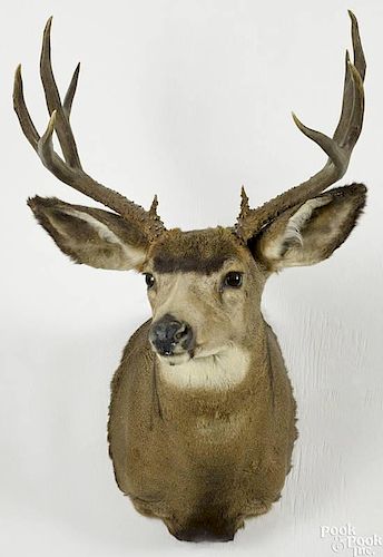 Taxidermy shoulder mount of a ten-point mule deer, 34'' h.