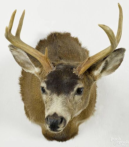 Taxidermy shoulder mount of a six-point blacktail deer, 30'' h.