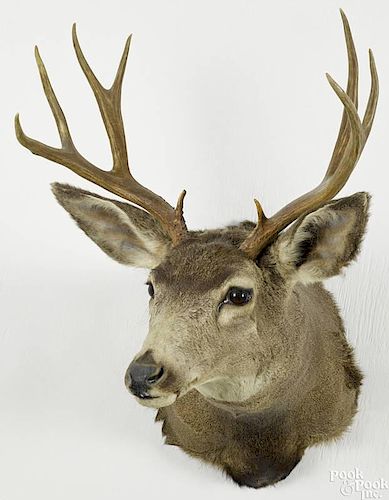 Taxidermy shoulder mount of a ten-point mule deer, 30'' h.