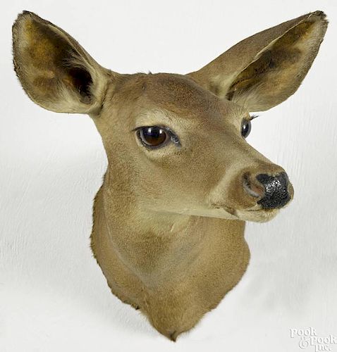 Taxidermy shoulder mount of a whitetail doe, 21'' h. Provenance: From the estate of Rodney Ness