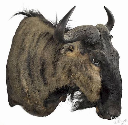 Taxidermy shoulder mount of an African blue wildebeest, 34'' h.
