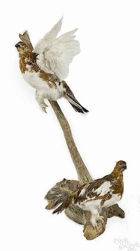 Two Taxidermy ptarmigan mounted to a driftwood branch, 31'' h.